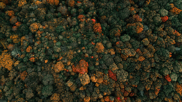 An aerial image of a forest
